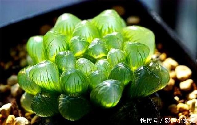 家庭|家庭养多肉姬玉露,牢记“3多3少”,叶子透明又饱满,晶莹剔透