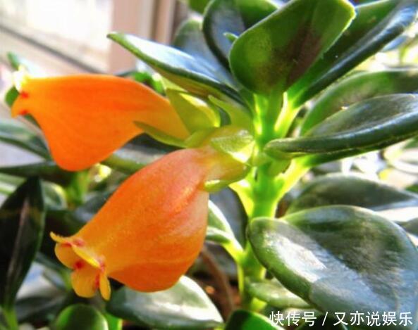 金鱼吊兰|金鱼吊兰怎样扦插教你4种扦插方法,2周就能生根,一盆变10盆