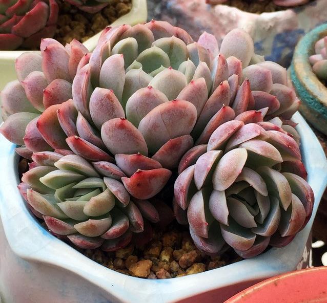 让多肉植物长出侧芽也不难,巧用剪刀,自然生长都爆盆