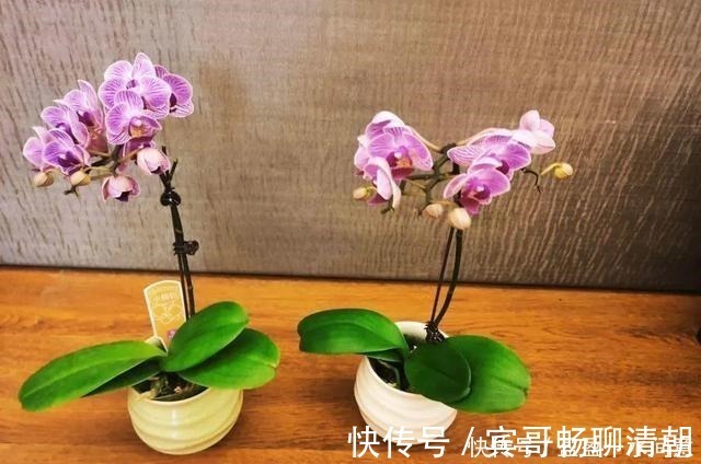 玉树|花盆越浅,开花越多,不信你试试!花盆越浅,开花越多,不信你试试!