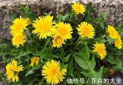 穿心莲|这6种长在地里的“天然青霉素”,隔三差五吃一回,常吃少生病