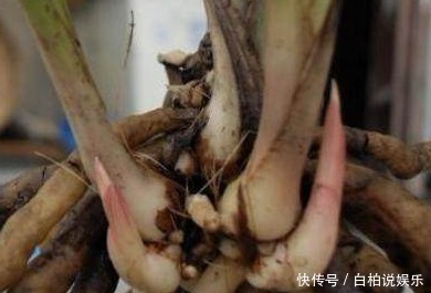 这1种东西吃剩了别扔了,当做肥料放进盆栽,兰花疯长发芽开花!