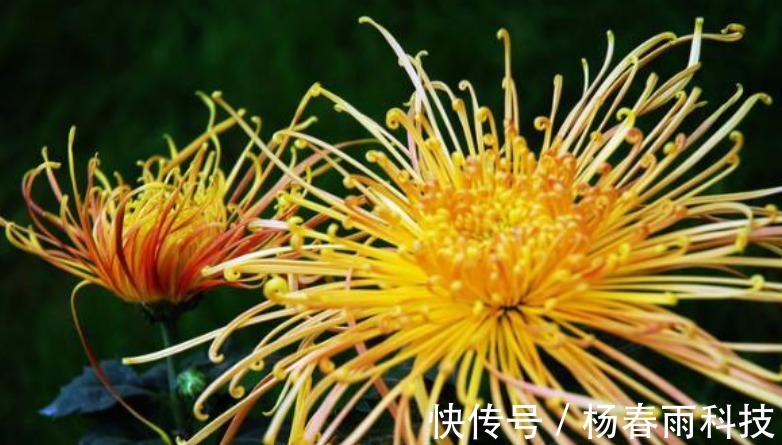 菊花|喜欢菊花，不如养盆“菊之珍品”，似金丝玉蝶，高贵典雅