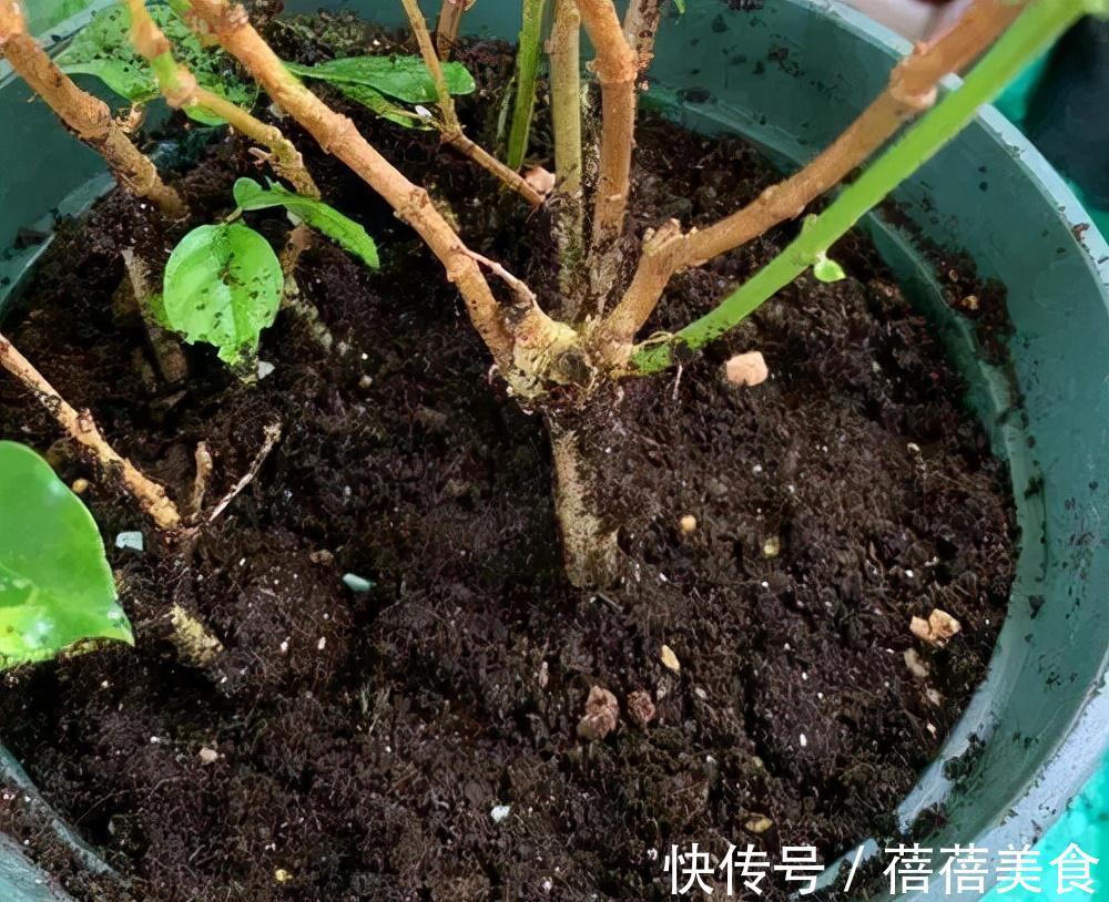养花的“旧土”加点“废物”,又肥的流油,养花一级棒