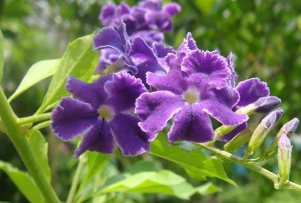 6月10日开始,养花试试这几款,开花爆满成花海,很值得栽培