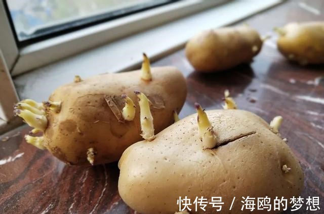 菜园子|以前这东西猪都不吃，如今成世界第四粮食作物，却少有人知它有毒