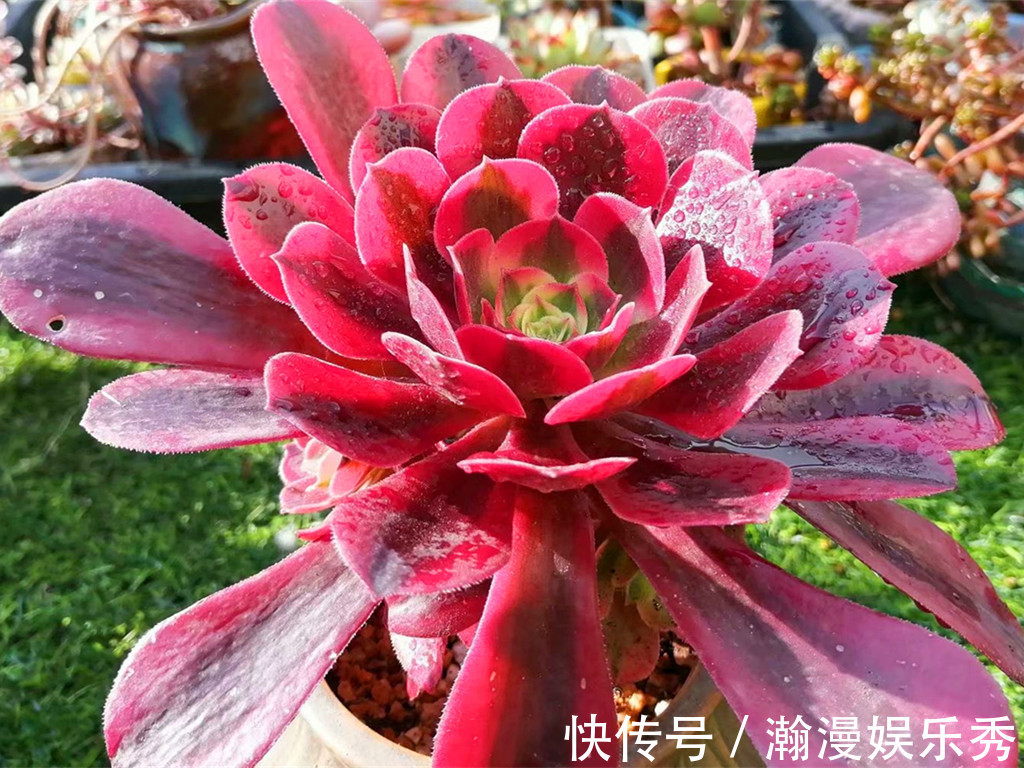 多肉法师夏季不休眠正常吗?不休眠的法师如何养护?顺其自然最好