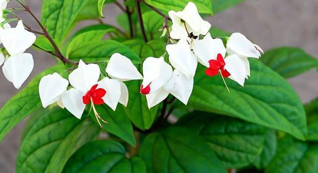 除了“有钱花”,养此3种花,开花源源不断,你值得拥有