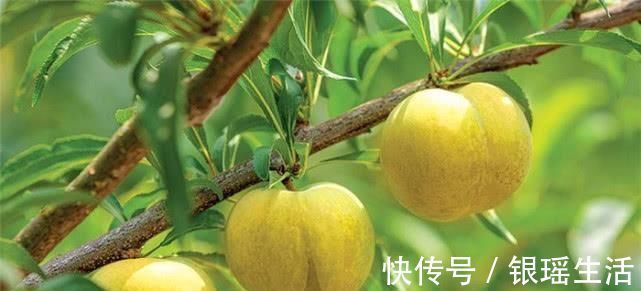 蜂糖|超市最常见的3种食物，美容养颜、防止变老，好处多多！