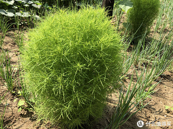 野菜|夏至前后，去农村遇到这些野菜赶紧挖，鲜嫩正当季，错过等一年