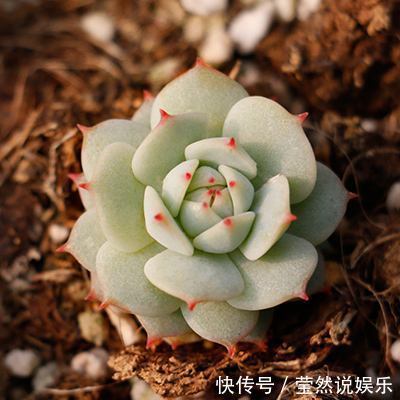 适合新手价格便宜又萌又好养的多肉,看了一眼就想剁手了