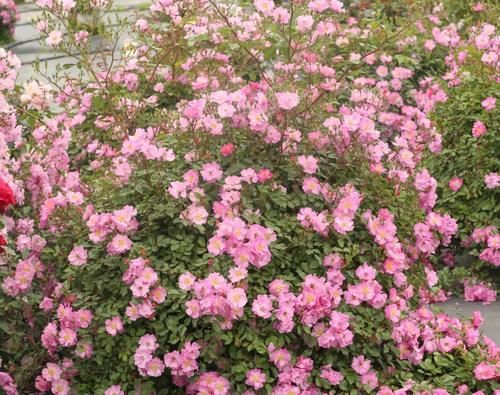 看完文章才知道,中国月季不止今天的美丽,还有辉煌的曾经