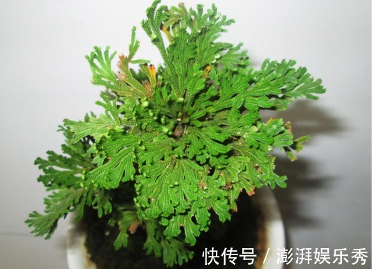 移栽|这植物会“假死”，遇水能复活，俗称“九死还魂草”，遇到请移栽