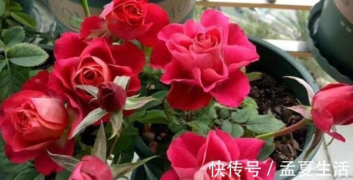 旺盛|这些“硬”东西埋在花盆里，从不烂根，越养越旺盛