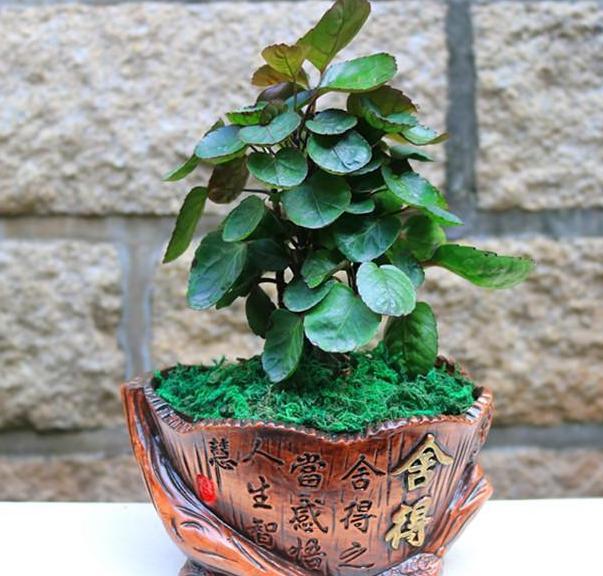 这些镇宅盆景摆放在客厅,可让人身心愉悦,最受富人青睐