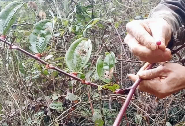 入药|山里一种难得的野生药材，根部泡酒治腰腿酸痛，梗做手环价值很高