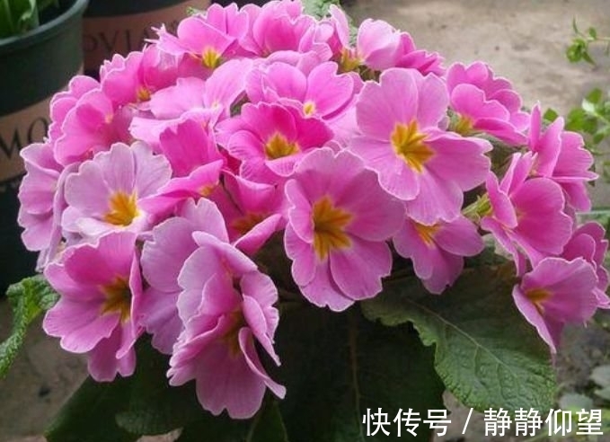 海棠花姿|4种花好养易活,旺财又养人,花朵迷人,阵阵花香,花朵大!