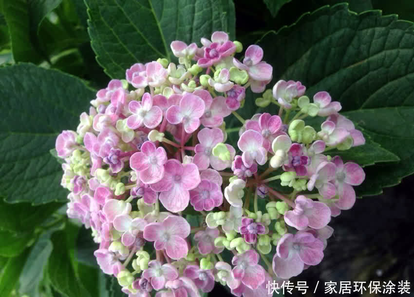 绣球花大合集,6个单品都不错,你最喜欢哪种?