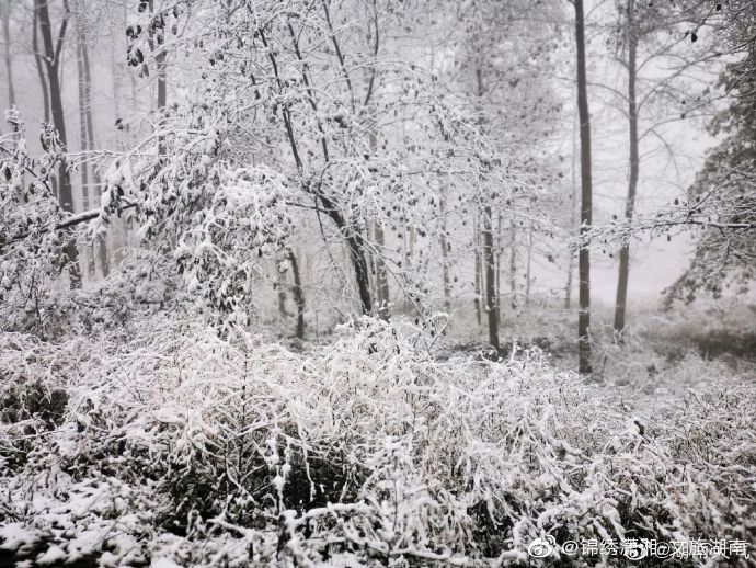 森林|湖南多地迎来2020年下半年来首场降雪 ·雪中的神秘森林