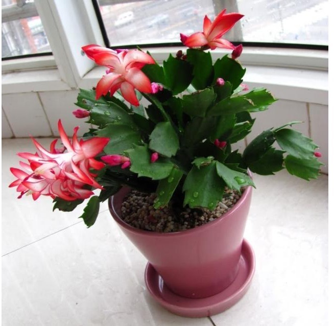 花开满枝比兰花都美！丢土里就能活，价格便宜容易爆盆