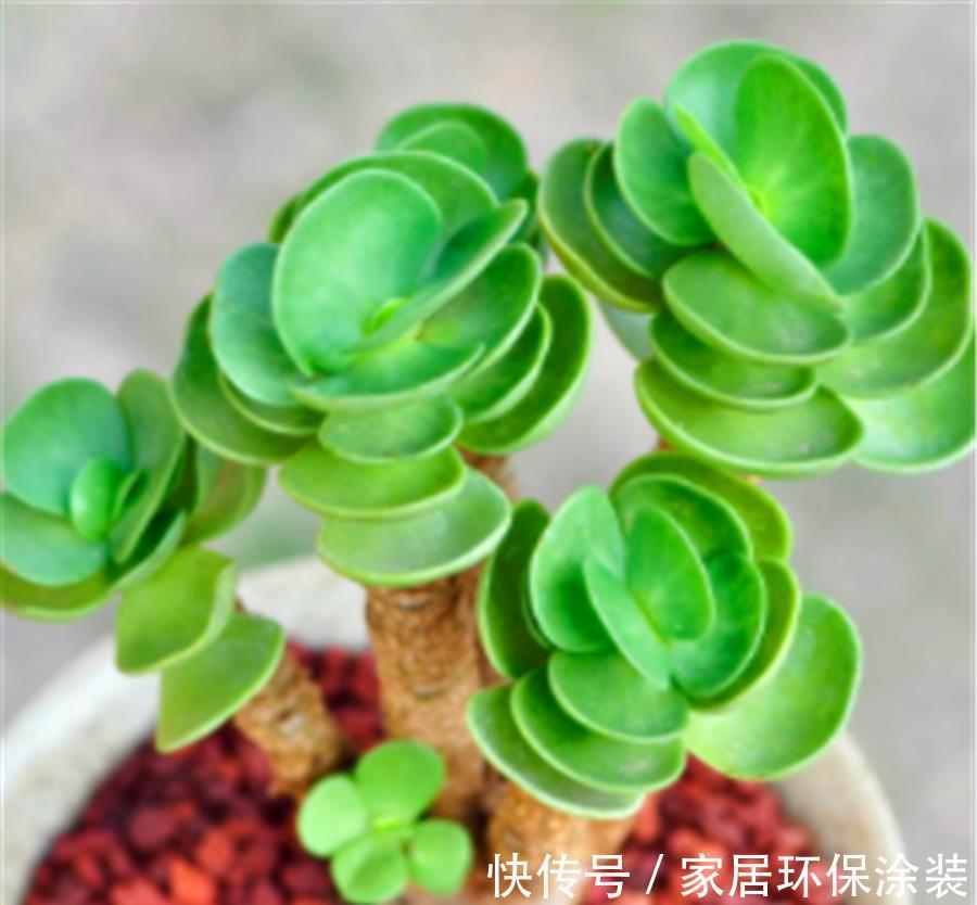 叶片|3种寓意招财进宝的多肉，颜值高好养护，2种能养成树
