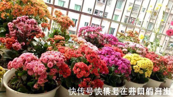 天冷|天冷了,15种漂亮花喜欢“大太阳”,多晒长得壮,花更多