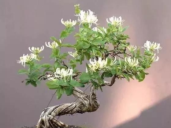 除螨|这3种盆景自带香气、可以抗菌，放在客厅最合适了