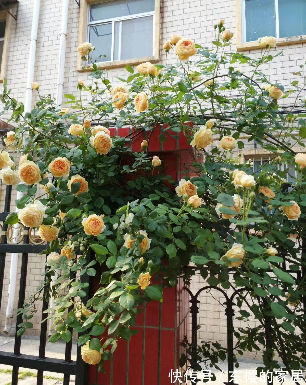 月季|学会养护5步法,月季嗖嗖满架爬,整面花墙太好看