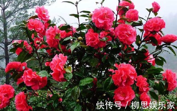 生长发育|茶树只长叶子却不开花，学会这些方法，茶花爆满枝头