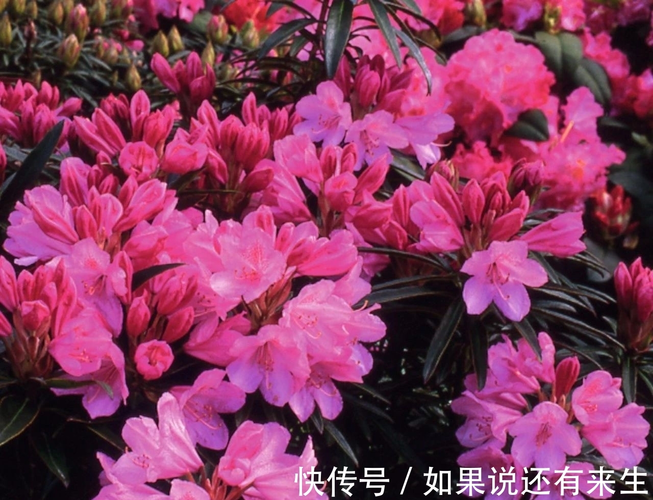 想养好杜鹃,配好土,养好根是关键,别再问为啥掉花掉叶了