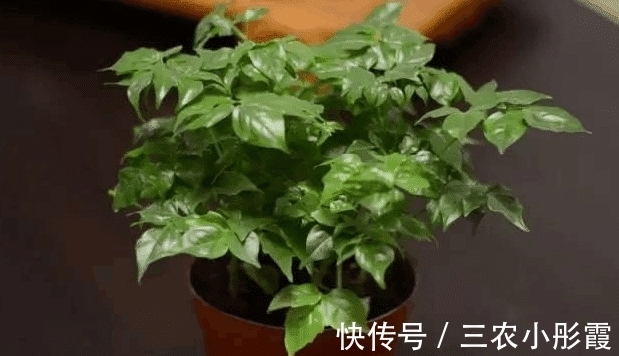 幸福树|幸福树的冬季养护很简单, 注意这几点就能避免黄叶, 保持叶片常绿