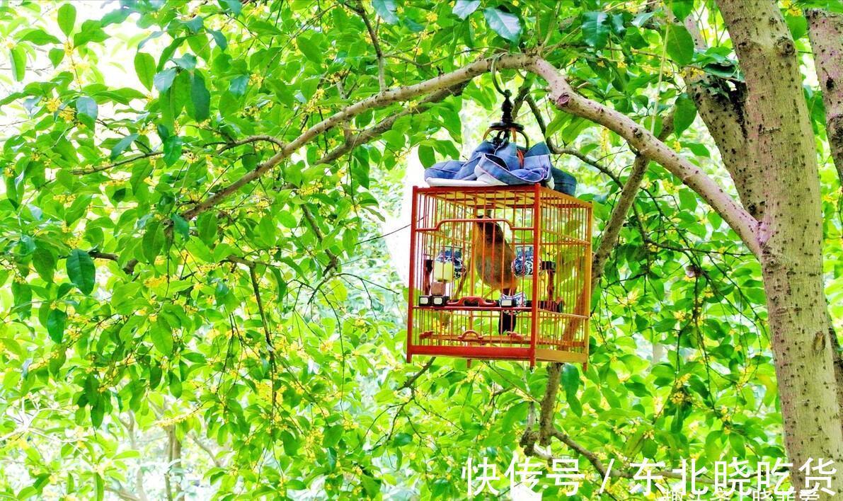 六种“长寿花”,越老越值钱,花开富贵,越养越精贵