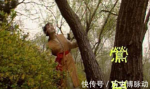 贾母$紫鹃敢管林黛玉,鸳鸯敢教训贾母,为何莺儿见了宝钗就不敢说话?