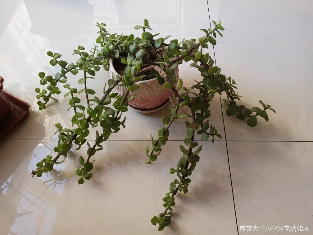 叶子|20种花，天凉了赶紧剪，来年开花有多又艳！