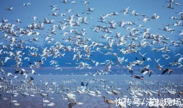 地球村|早安，地球村丨逾80万只!鄱阳湖及五河流域越冬水鸟数量创新高