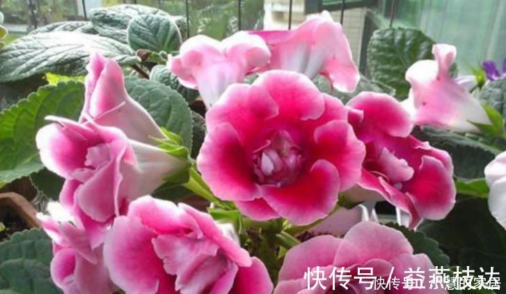 植株|3种花便宜漂亮又好养，10元买两盆，开花漂亮花期长，谁养谁喜欢