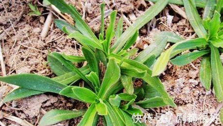 棉花菜|农村常见清热解毒的宝贝,请不要轻易拔掉,毕竟世面上不多了
