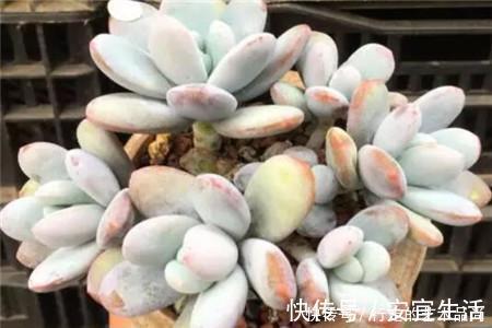 多肉十大美人,太阳一晒脸就红,胖成球的最好看!
