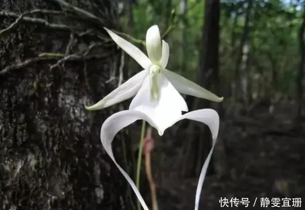 全球最贵的花,一株价值上百万,你曾经见过吗