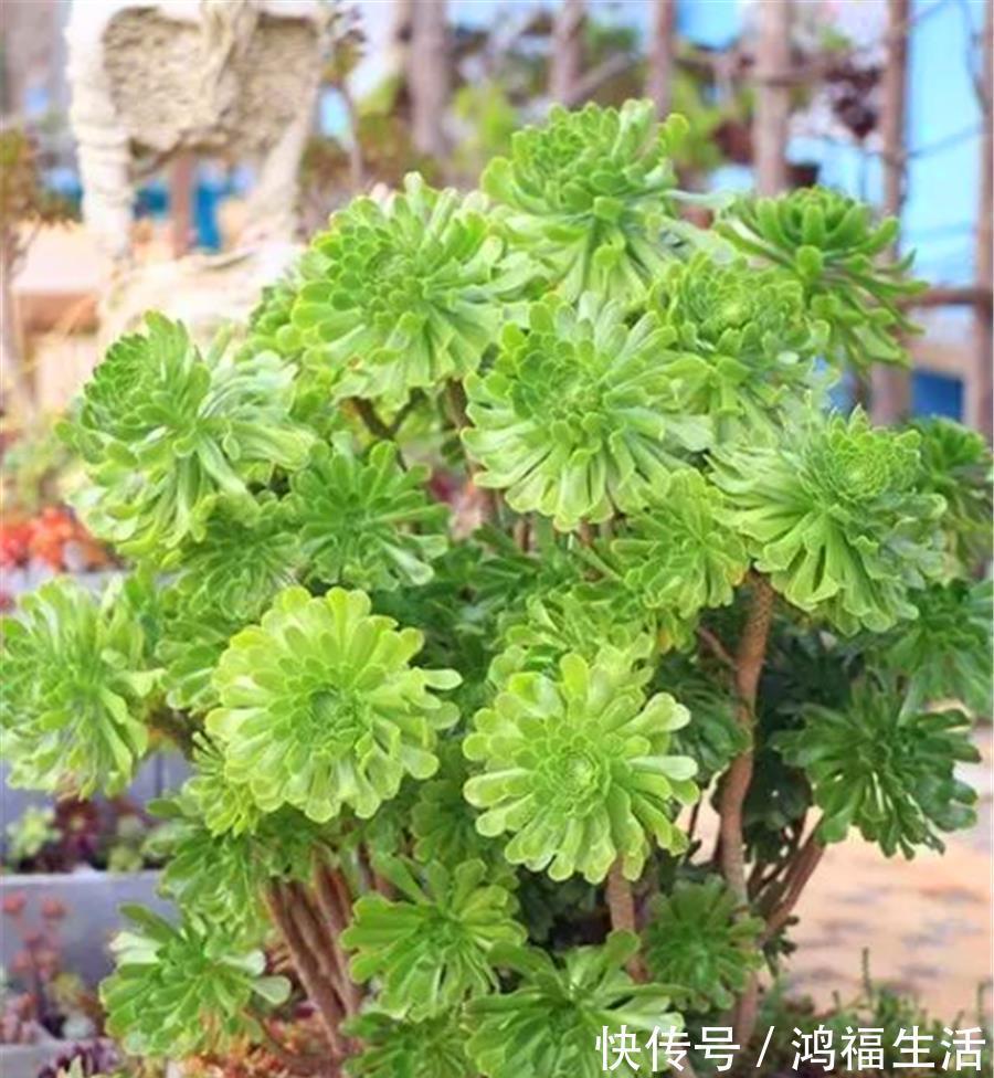 浇水|法师夏天总黑腐？做好“1多1少1适中”，不落叶颜色美