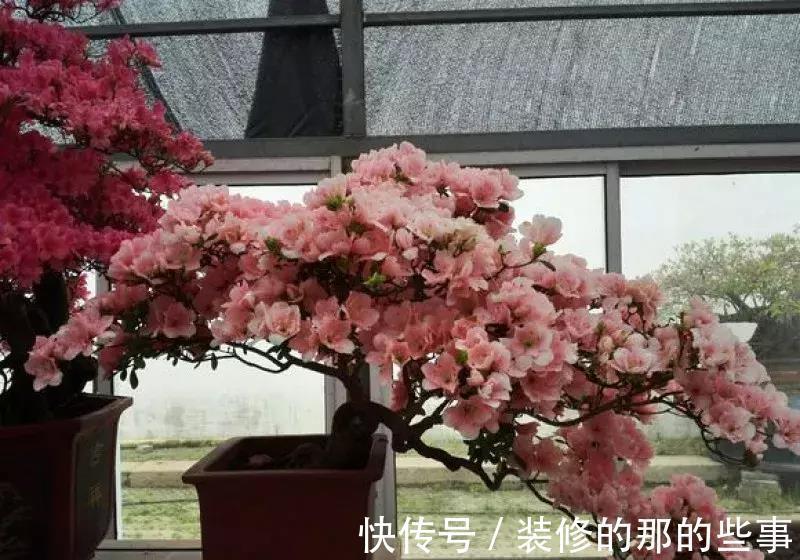 酸碱度|养花全靠1句话，这样养花保证能活