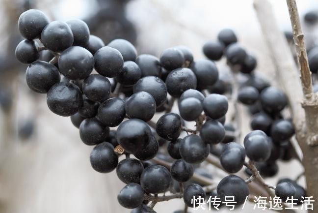 女贞子|补肝肾的好药,李时珍:健腰膝,明目,安五脏