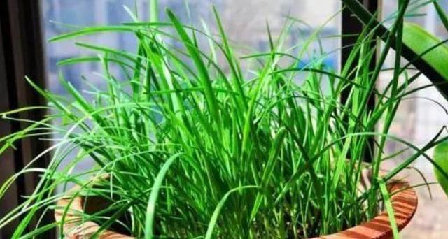 阳台种韭菜,用此“方法”,多割三五茬,安全无公害,全家吃不够