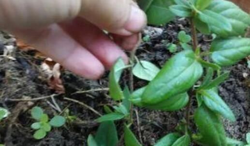 不想买花就养这,随手扦插1个枝,10天发芽,能长成老桩,花芳香