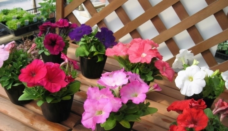 杀虫剂有害健康,养花就该巧用这些手段消灭害虫,保护环境