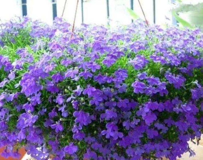 4种花便宜又好养，10元2盆，天天赏花，层层交叠，烂漫迷人眼