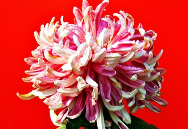 喜欢菊花,不如养盆“菊中珍品”,似素裹金秋,黄花晚节