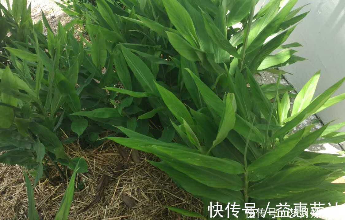 农民|年轻人无人吃,农民当成猪青料,国外稀少当成宝,其实价值很高