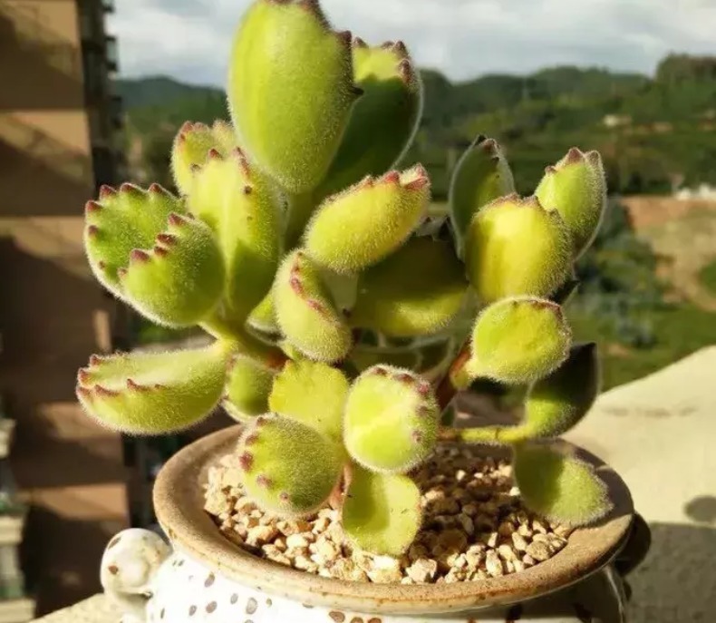 爪子|多肉植物红爪子,盆栽牢记3点,长得毛绒绒,肥美厚实