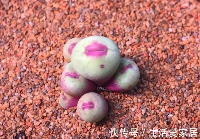 多肉|4种多肉美得独特，血燕拥有紫血斑，小红嘴的红唇最惊艳，真喜欢